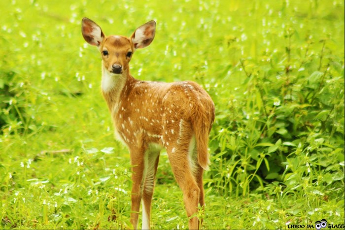 Spotted fawn standing in a field of green grass