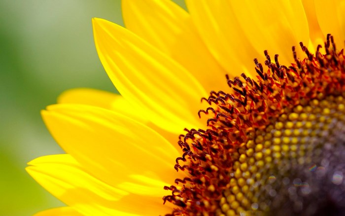 Close-up of a Sunflower