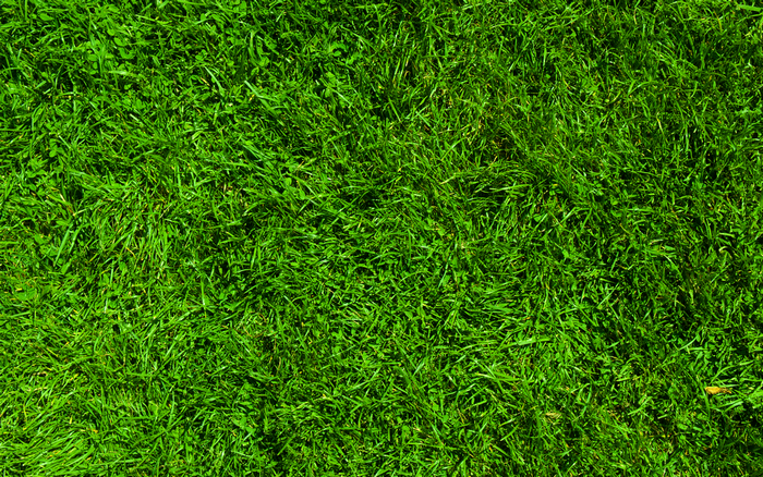 Green grass texture