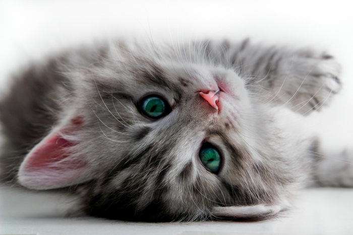 Close-up of a fluffy gray kitten with green eyes