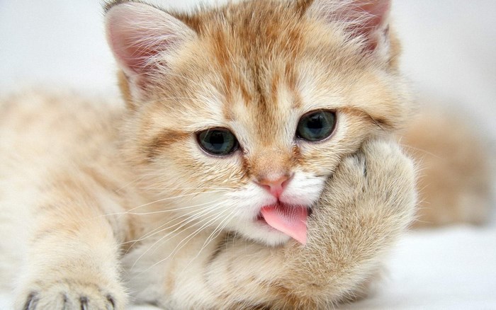 Cute ginger kitten licking its paw