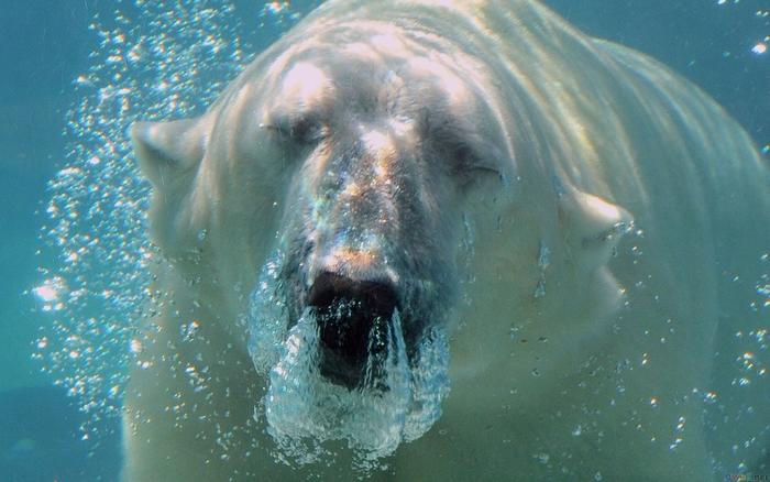 Polar bear swimming underwater
