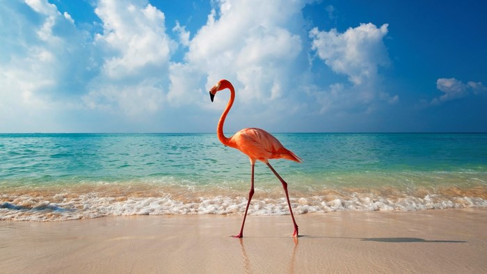 Flamingo walking on a beach with turquoise water and clouds