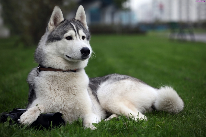 Husky dog lying on grass with a camera