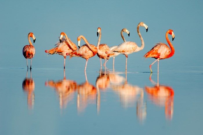 Flamingos standing in shallow water with reflections