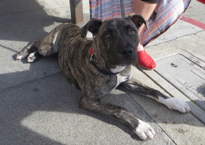 Brindle Pitbull Dog Lying on Sidewalk