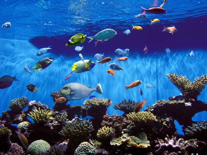 Aquarium with colorful fish and coral reefs
