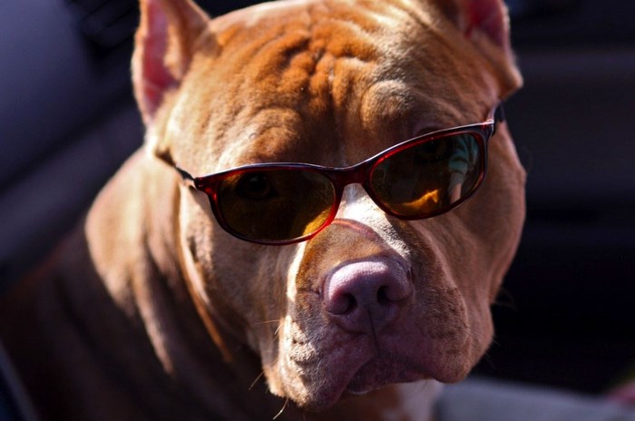 Pitbull dog wearing sunglasses