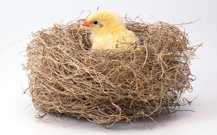 A yellow chick sits in a nest