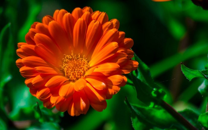 Close-up of an orange calendula flower