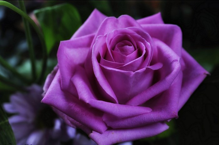 Purple rose with green leaves