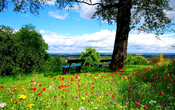 Wildflower meadow with benches and a large tree