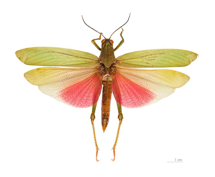 Grasshopper with green and pink wings