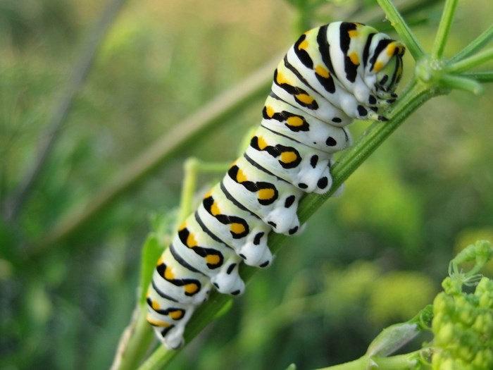 Black Swallowtail Caterpillar on a Plant