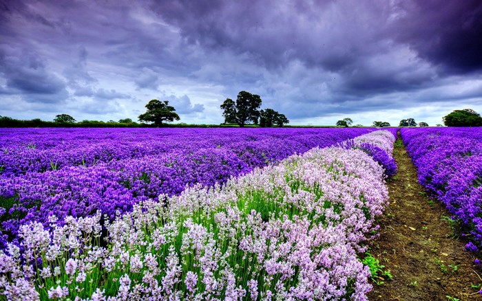 Lavender Field Under Stormy Skies