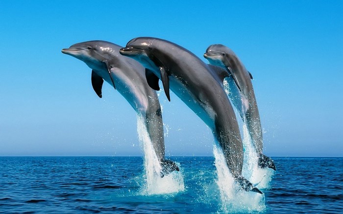 Three Dolphins Leaping Over Ocean Water