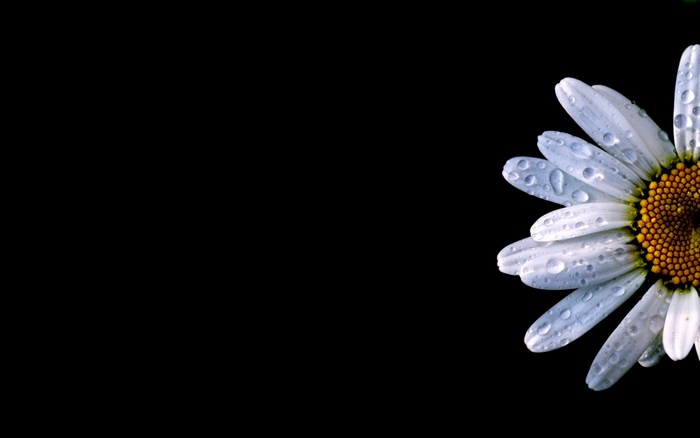 Daisy with water droplets on black background