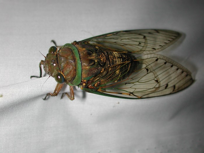 Close-up of a Cicada insect