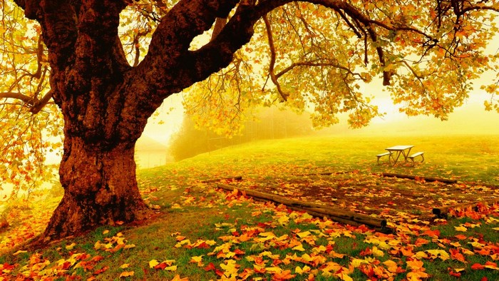 Golden Autumn Tree with Fallen Leaves
