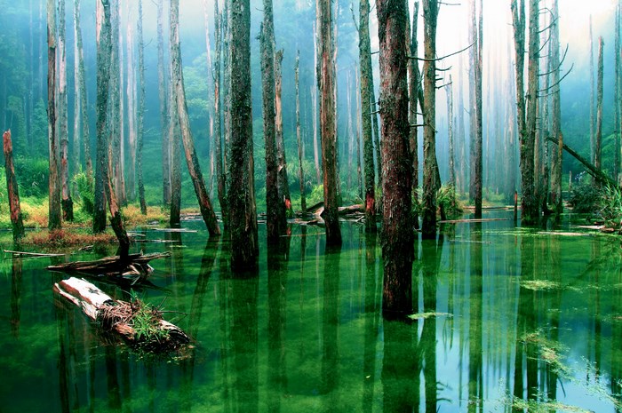 Swamp forest with tall trees and green water