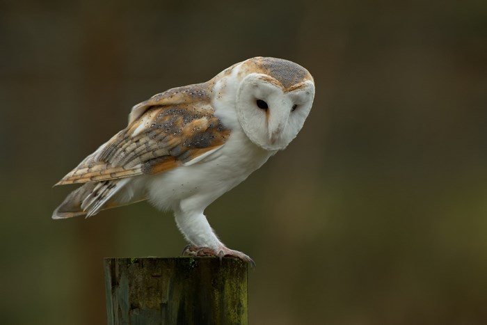 Barn owl perched on a wooden post