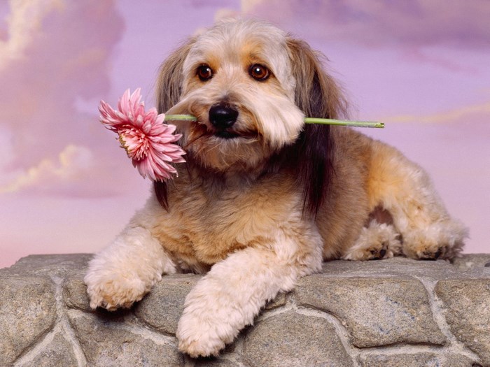 Dog holding a pink flower