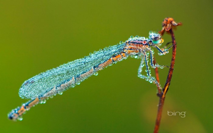 Damselfly covered in dew on a dry plant stem