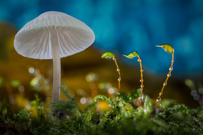 Mushroom and moss with water droplets