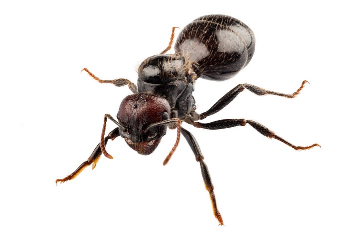 Close-up of Black Ant on White Background