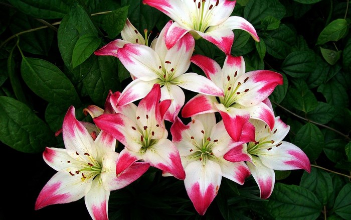 White and pink lilies with green leaves