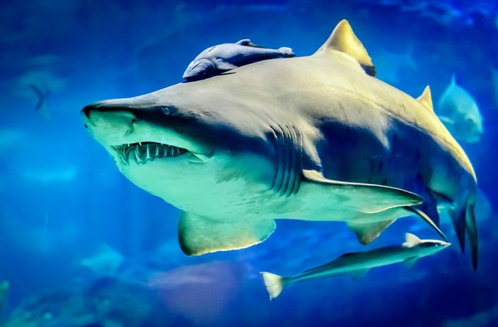 Shark with a Remora on its head swimming in blue water