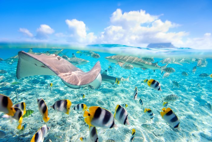 Underwater scene with stingray, sharks, and tropical fish