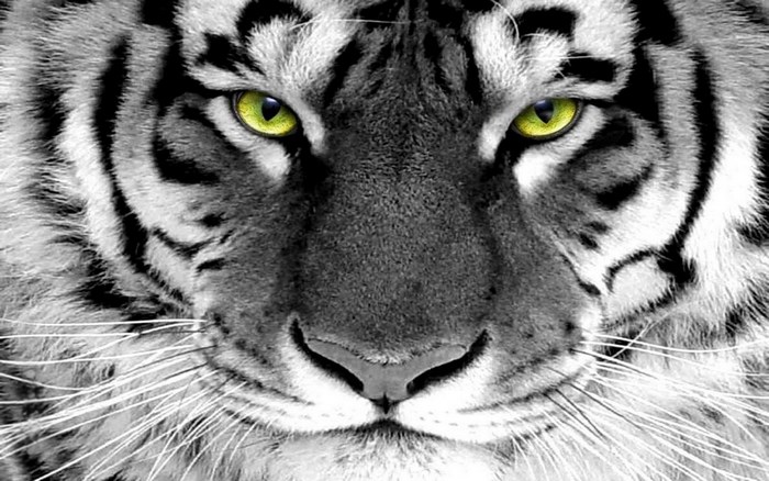 Close-up of a white tiger's face