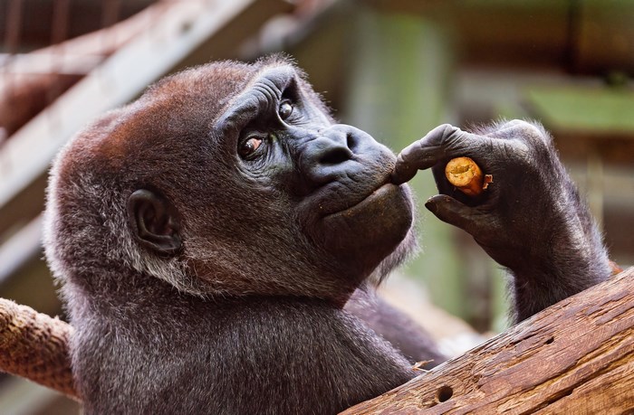 Close-up of a Thoughtful Gorilla Holding a Carrot