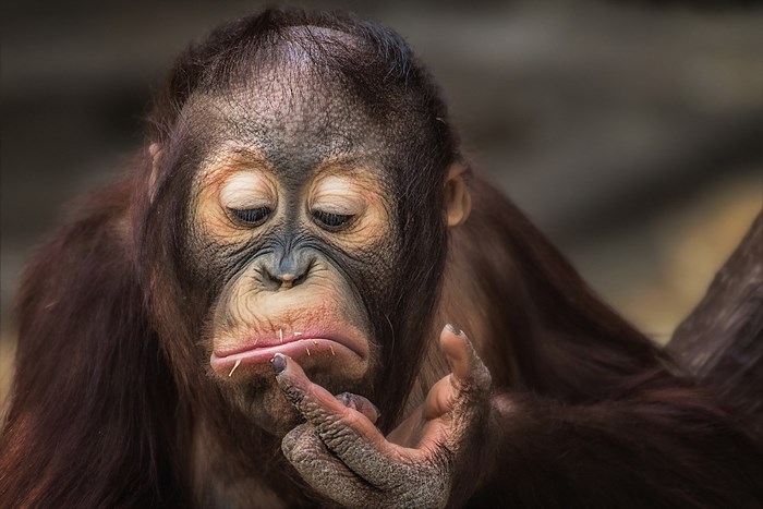 Orangutan with finger on lips