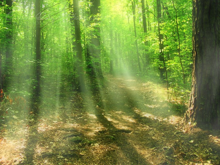 Sunlight filtering through a green forest path
