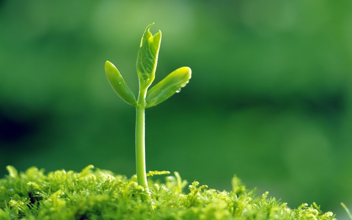 Close-up of a young sprout growing from moss