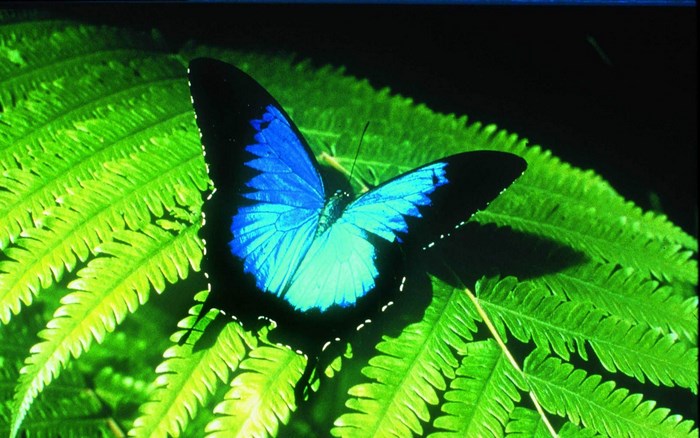 Blue Ulysses butterfly on a green fern