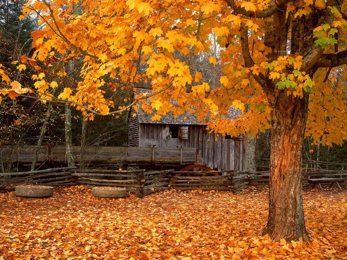 Autumn scene with old barn and tree