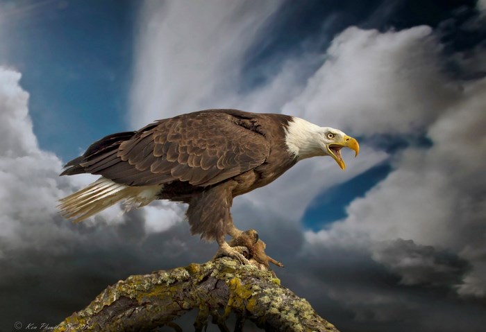 Bald Eagle perched on a branch against a cloudy sky