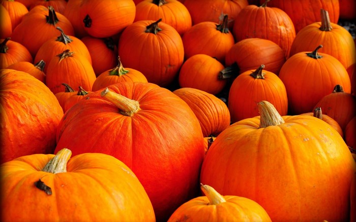 A large pile of pumpkins