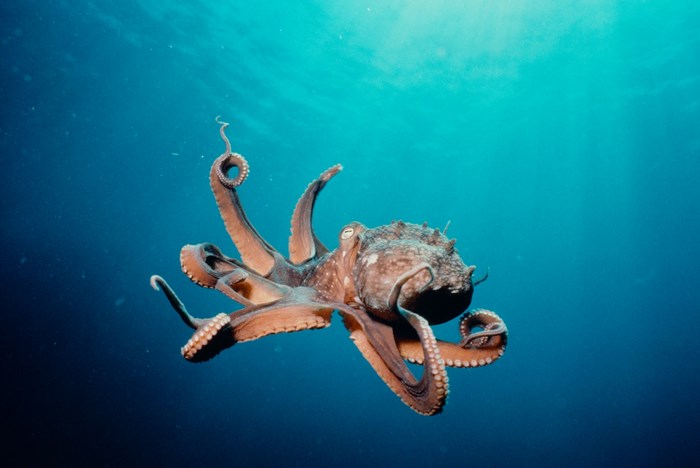 Octopus swimming in the deep blue ocean