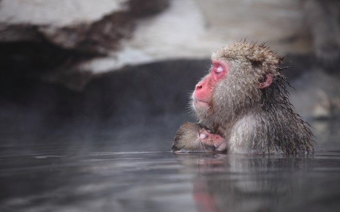 Monkey in hot spring