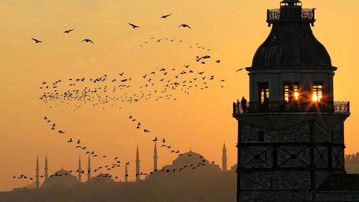 Flock of birds flying over Istanbul at sunset