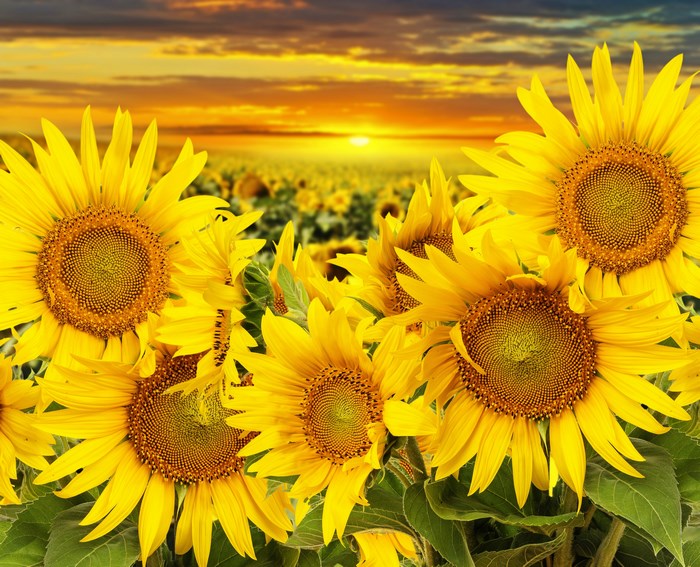 Field of sunflowers at sunset