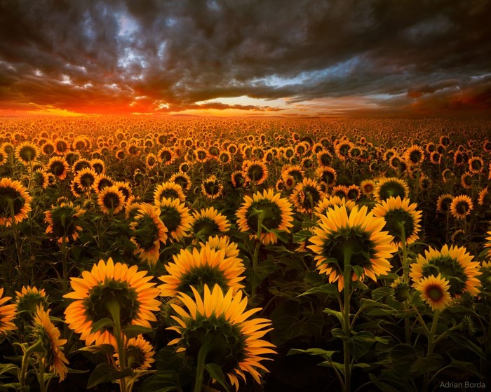 Field of sunflowers at sunset