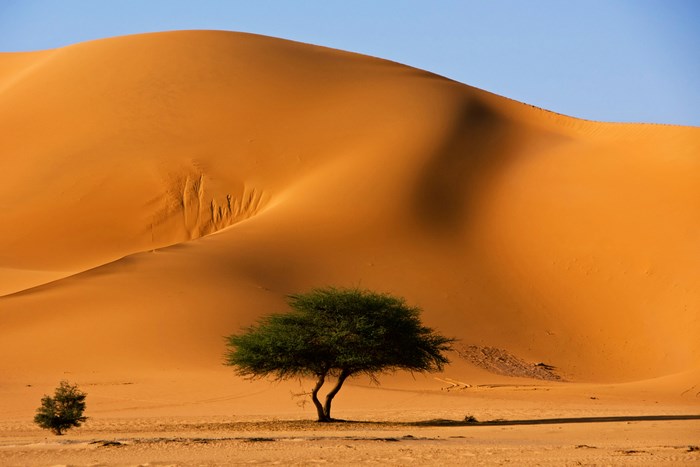 Desert sand dunes with acacia trees