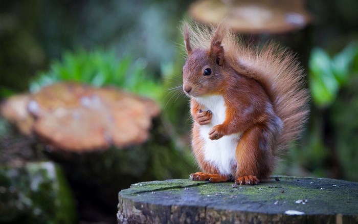 Red squirrel sitting on a tree stump
