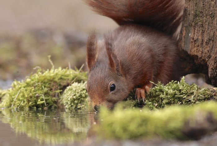 Red squirrel drinking water near mossy log
