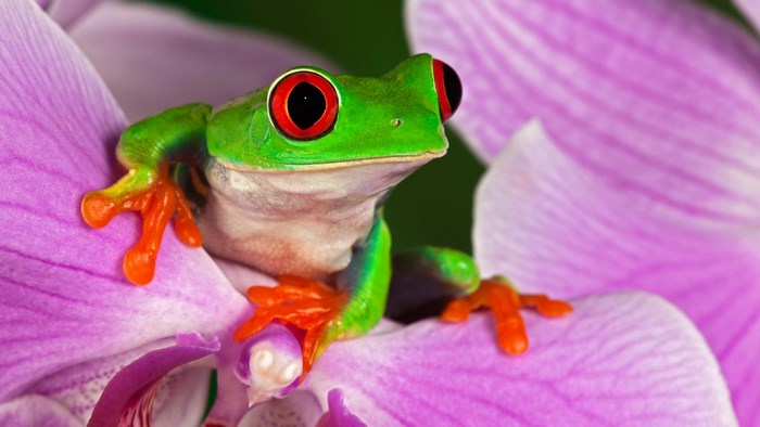 Red-eyed tree frog on a purple orchid